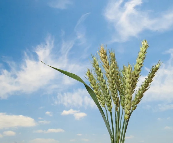 Пшениця на фоні неба — стокове фото