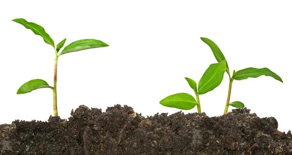 Plants growing from soil — Stock Photo, Image