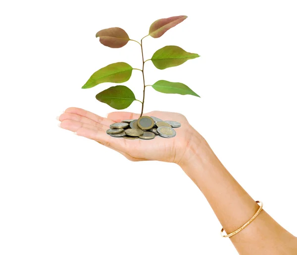 stock image Palm with a tree growing from pile of coins