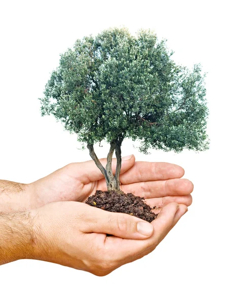 Drzewo oliwne w dłoni jako symbol ochrony przyrody — Zdjęcie stockowe