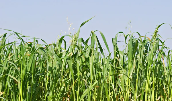 Hierba en el prado — Foto de Stock