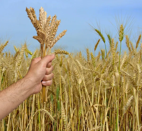 Фермер з пшеницею як подарунок сільського господарства — стокове фото