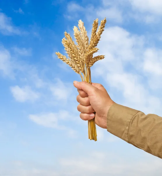 Фермер преподносит кучку пшеницы в подарок сельскому хозяйству — стоковое фото