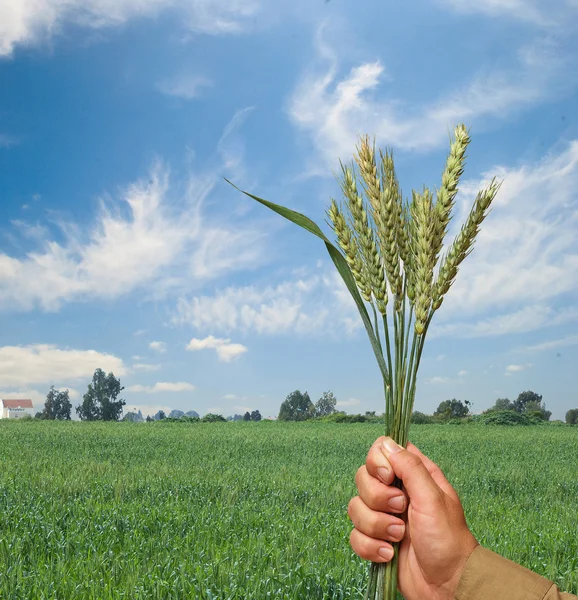 Фермер с пшеницей в подарок сельскому хозяйству — стоковое фото