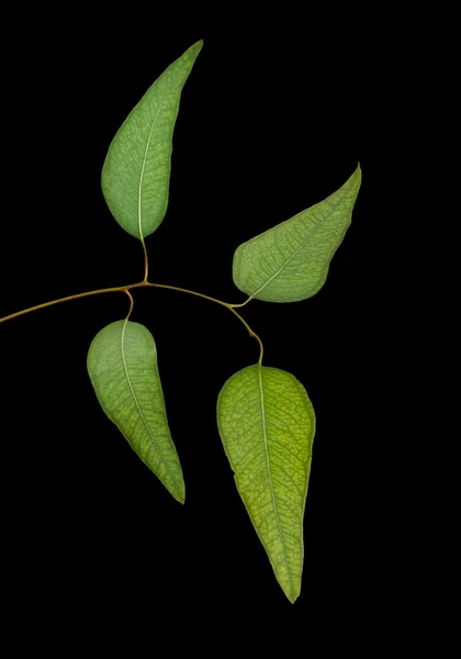 Гілка евкаліптового дерева — стокове фото