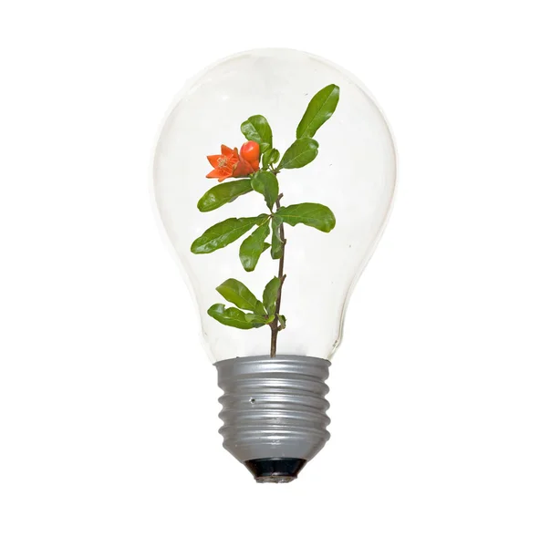 Granaatappel bloem in lamp — Stockfoto