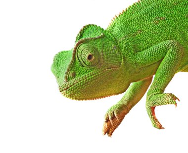 Close up of chameleon clipart