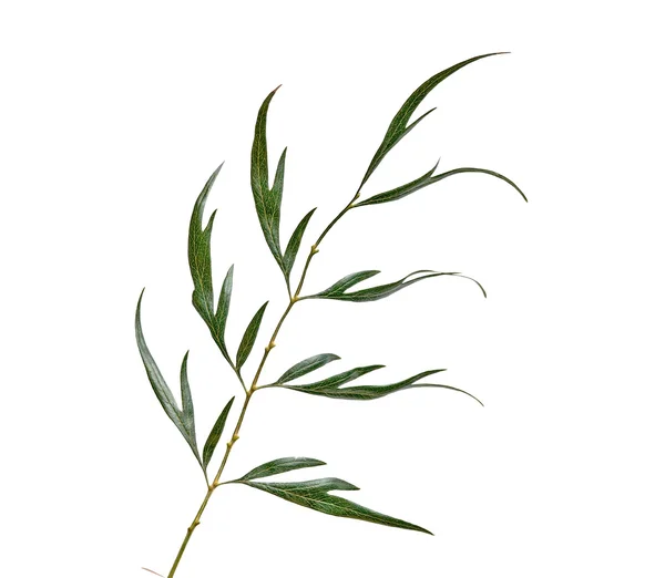 Zweig isoliert auf weißem Hintergrund — Stockfoto
