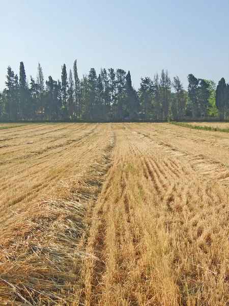 Reaped wheat field — Stock Photo, Image
