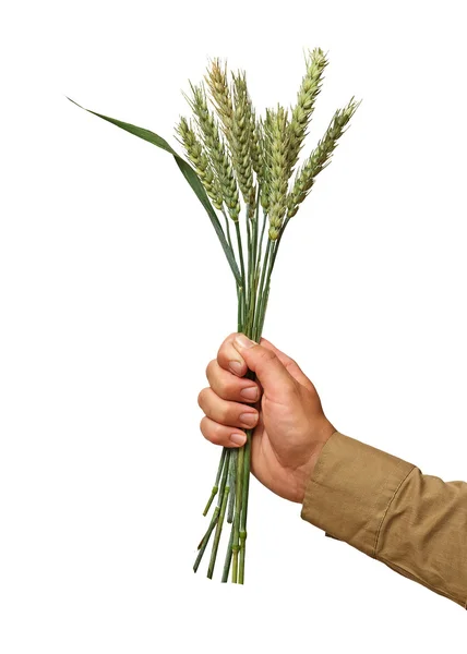 Agricultor presentando racimo de trigo como un regalo de la agricultura — Foto de Stock