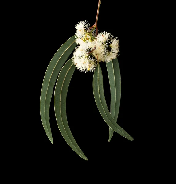 Ветвь и цветы эвкалипта — стоковое фото
