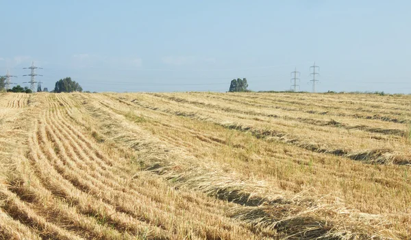 Reaped wheat field — Stock Photo, Image