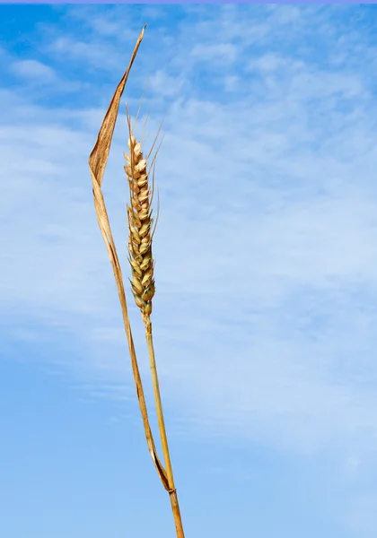 Espiga de trigo — Fotografia de Stock