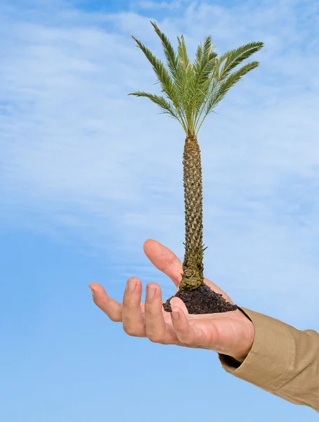Una palma in mano come simbolo di protezione della natura — Foto Stock