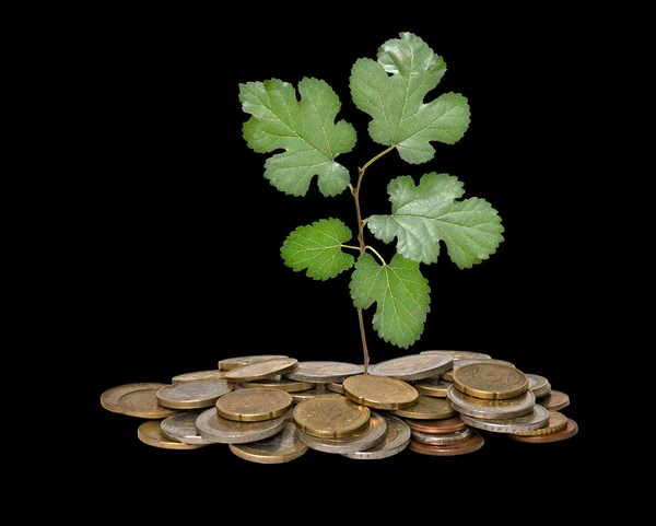 stock image Tree growing from pile of coins