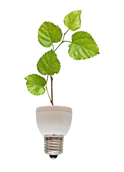Tree shoot growing from base of flourescent lamp — Stock Photo, Image