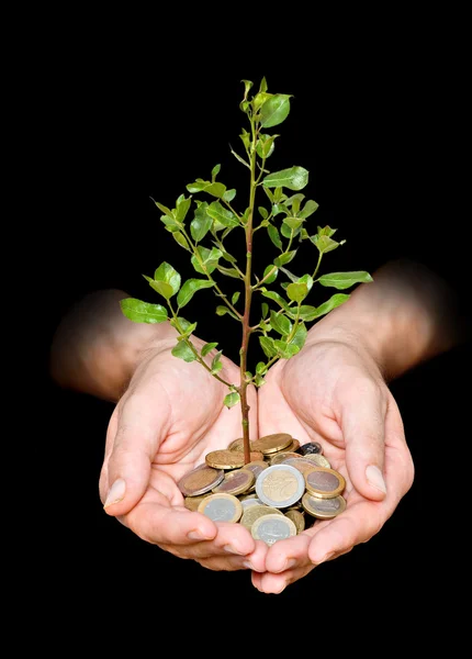 stock image Palms with a tree growing from pile of coins