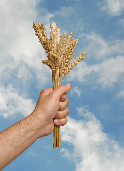 Agricultor com trigo como presente da agricultura — Fotografia de Stock