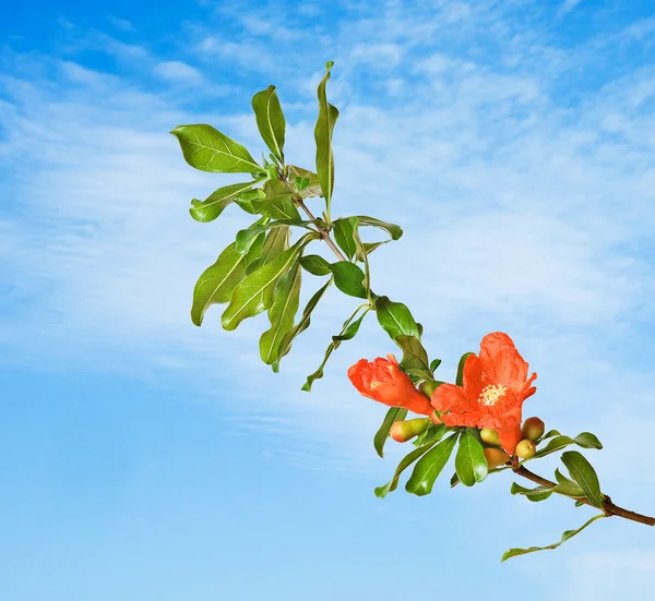 Pomegranate branch with flowers — Stock Photo, Image