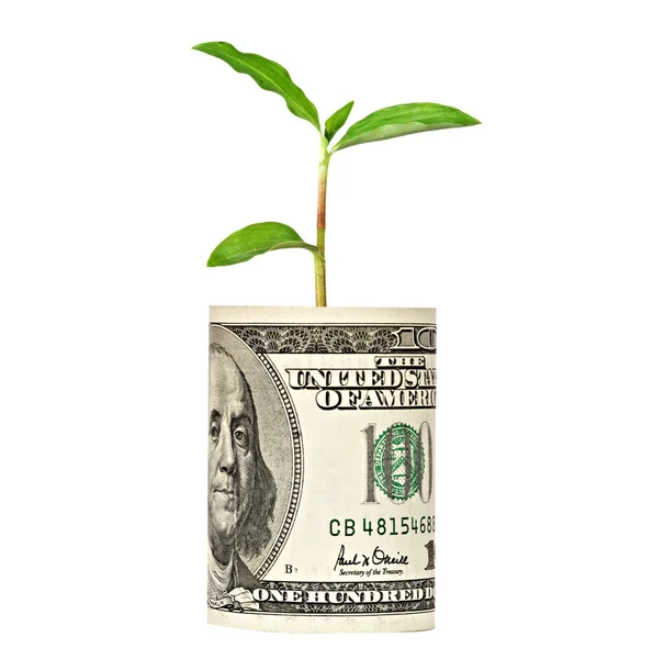 Árvore tiro crescendo de nota de dólar — Fotografia de Stock