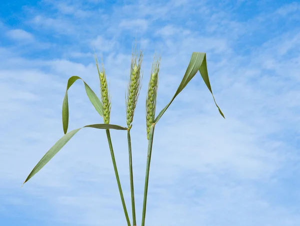 Пшеничные растения — стоковое фото