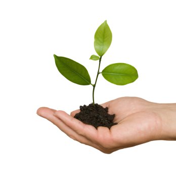 Tree seedling in hand as a symbol of nature protection clipart