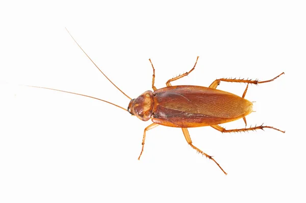 Kakkerlak geïsoleerd op witte achtergrond — Stockfoto