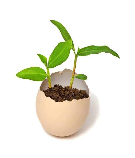 Plant hatching from an egg — Stock Photo, Image