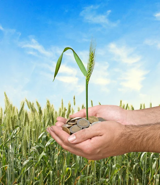 Pšenice jako dar zemědělství — Stock fotografie