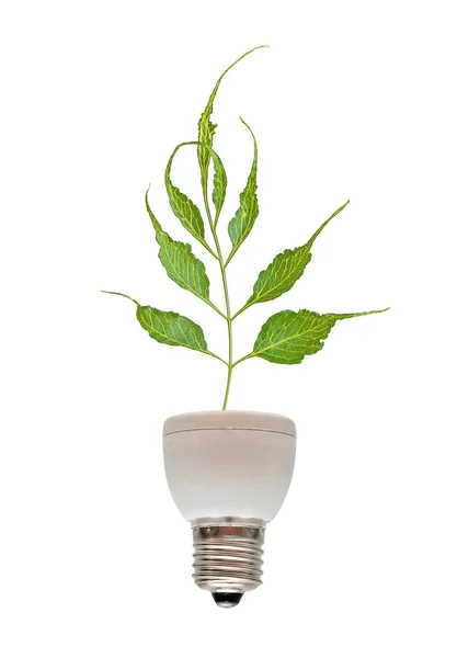 Floresan lamba tabanından büyüyen ağacı — Stok fotoğraf