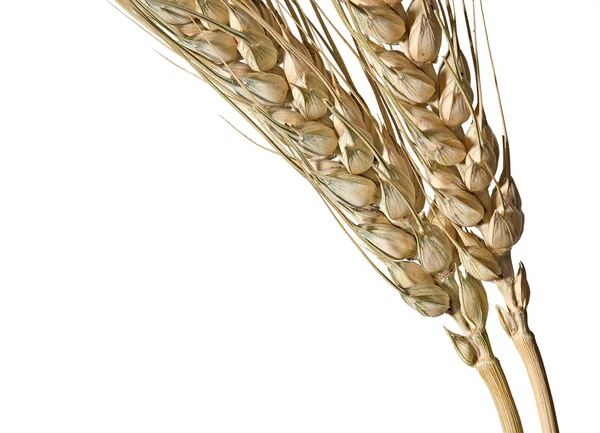 Pšenice izolované na bílém pozadí — Stock fotografie