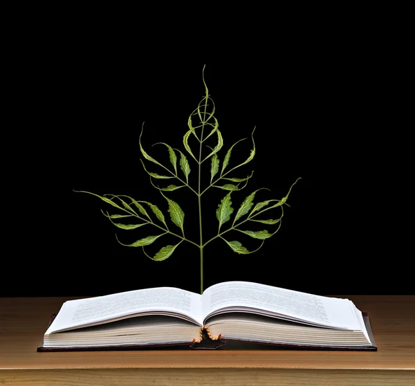 Tree growing from open book — Stock Photo, Image