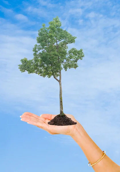 Árbol en mano como símbolo de protección de la naturaleza — Foto de Stock