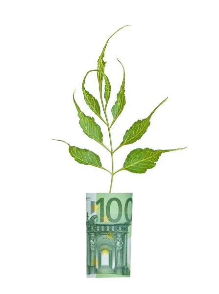 Дерево растет из евро — стоковое фото