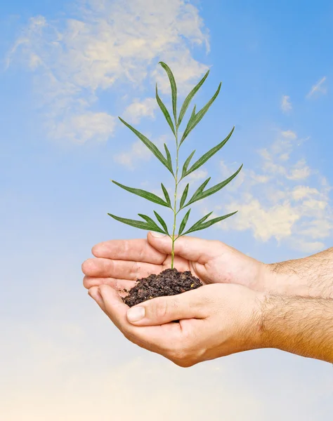 Träd plantor i händer som en symbol för naturskydd — Stockfoto