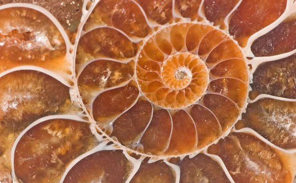 Ammoniten-Fossil — Stockfoto