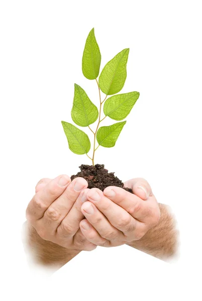 Tree seedling in hands as a symbol of nature protection — Stock Photo, Image