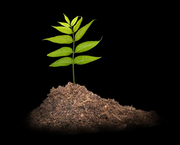Tree in soil — Stock Photo, Image