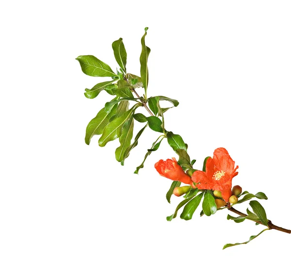 Granaatappel tak met bloemen — Stockfoto