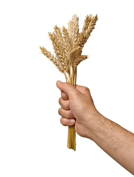 Farmář prezentující banda pšenice jako dar zemědělství — Stock fotografie