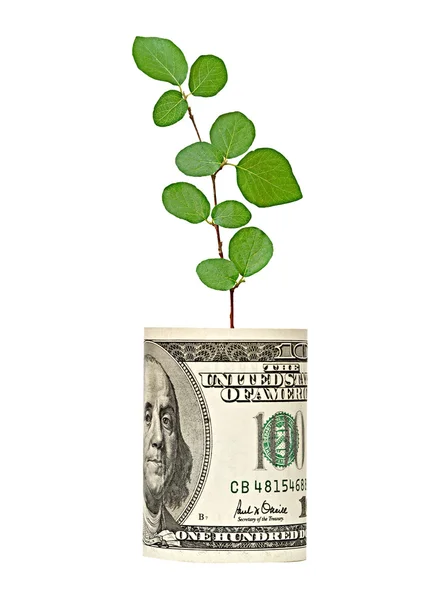 Brote de árbol que crece del billete de dólar — Foto de Stock