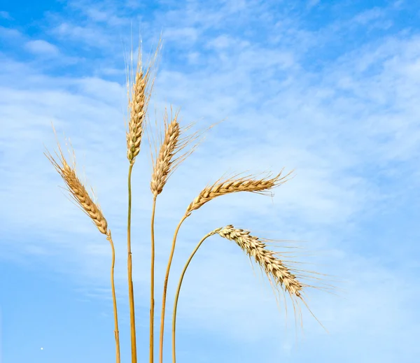 Weizen am Himmel Hintergrund — Stockfoto