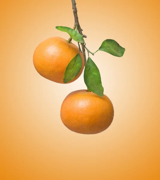 Mandarino su ramo — Foto Stock