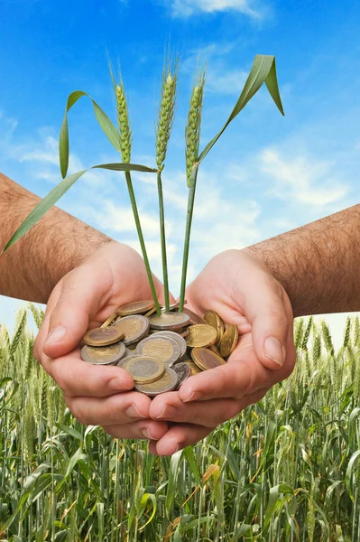 Wheat as a gift of agriculture — Stock Photo, Image