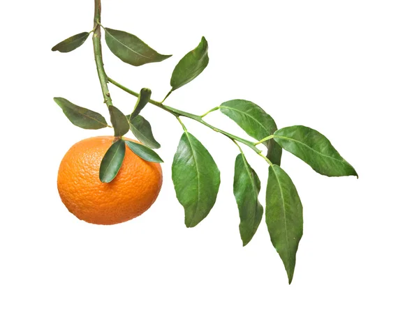 Mandarin-ág — Stock Fotó