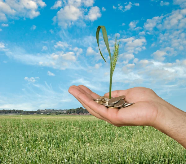 stock image Wheat as a gift of agriculture