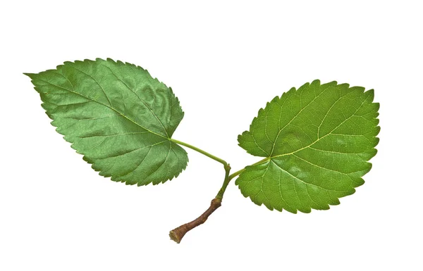 Mulberry bladeren geïsoleerd op witte achtergrond — Stockfoto