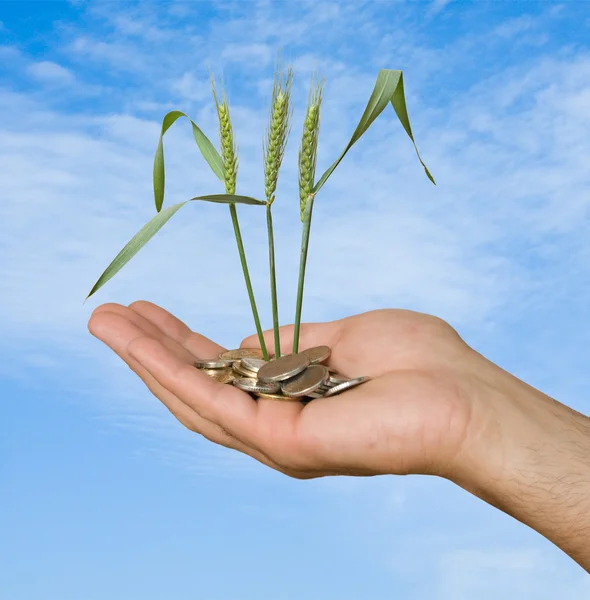 stock image Hand with wheat