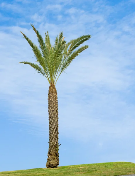 Palmier sur le champ — Photo