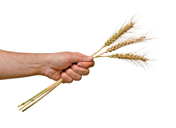 Agricultor apresentando um monte de trigo como um presente da agricultura — Fotografia de Stock